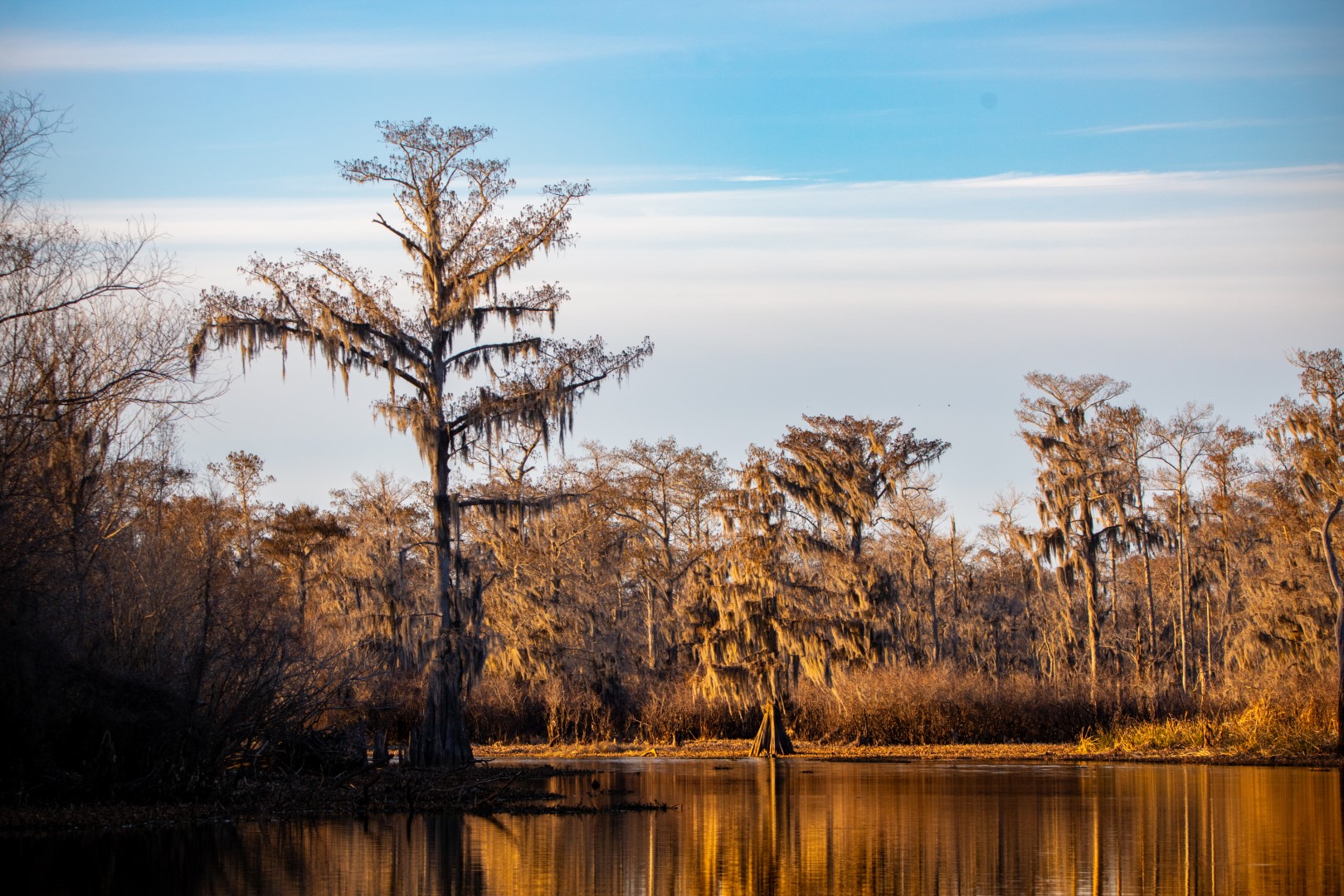 Cypress trees along a still wetland beneath an open sky